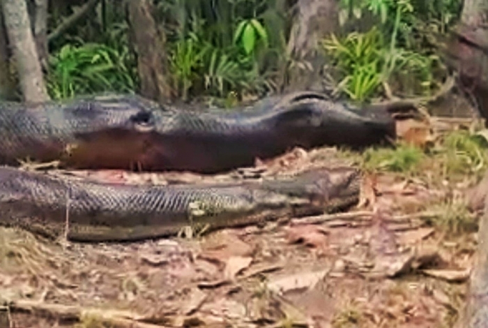 Serpente píton é retirada do Parque Nacional da Tijuca, no Rio