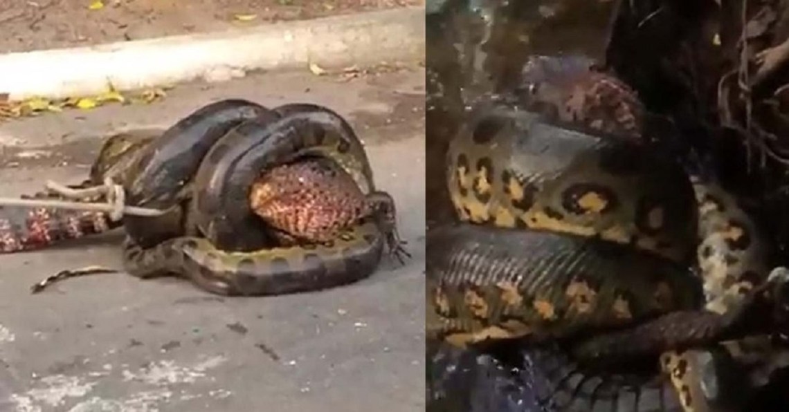 Vídeo: Sucuri é flagrada tentando engolir jacaré em condomínio na Ponta Negra