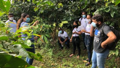 Castanheira é promissora para potencializar a silvicultura de espécies nativas e gerar negócios no setor florestal da Amazônia