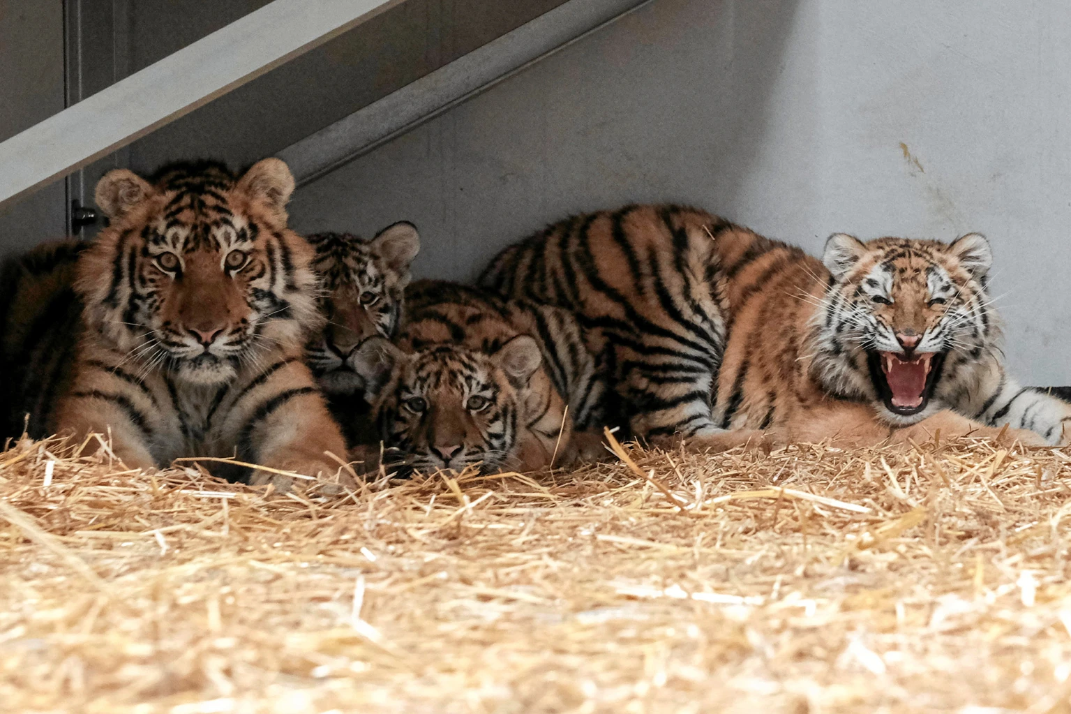 Tigres de um santuário perto de Kiev, na Ucrânia, são vistos no zoológico de Poznan, na Polônia, em 4 de março de 2022. Piotr Skornicki/AGENCJA WYBORCZA