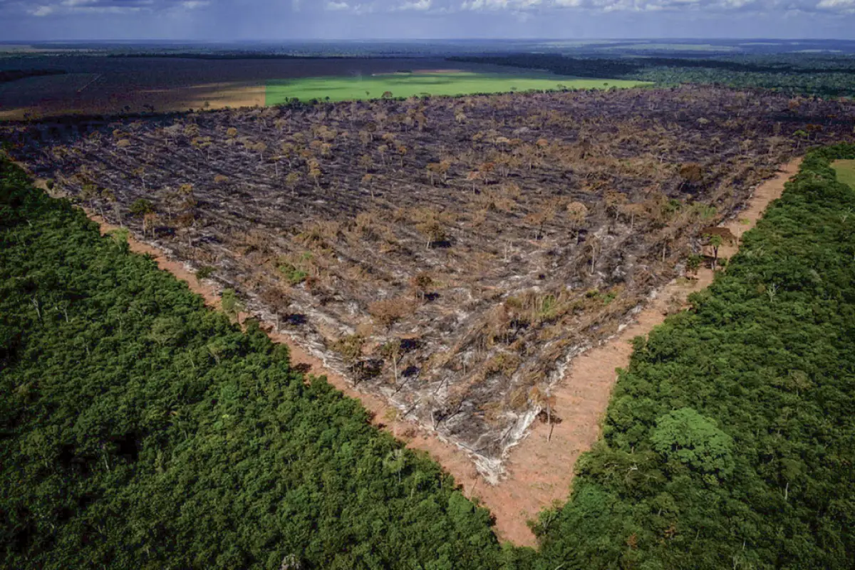 Amazônia registra recorde de desmatamento dos últimos 15 anos