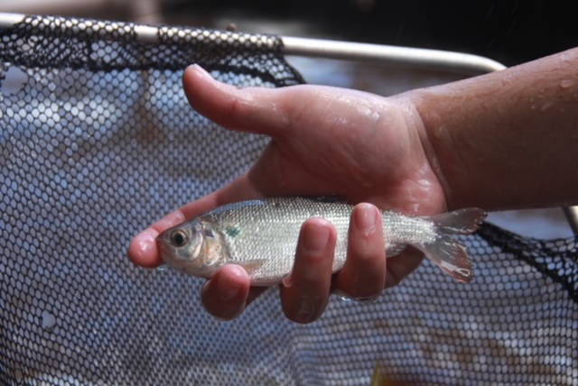 Curso do Inpa sobre tecnologia de bioflocos para criação de peixes amazônicos está com as inscrições abertas