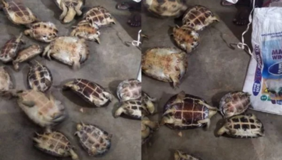 Dupla é detida com 22 tartarugas vivas dentro de sacos em Goiás