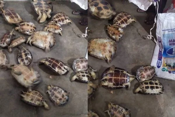 Dupla é detida com 22 tartarugas vivas dentro de sacos em Goiás