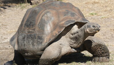 Caça de tartarugas-gigantes ameaçadas de extinção é investigada pelo Equador