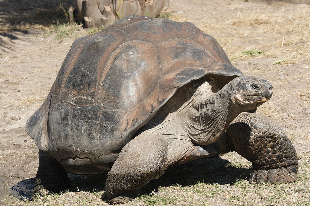 Caça de tartarugas-gigantes ameaçadas de extinção é investigada pelo Equador