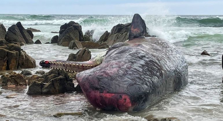 Catorze baleias cachalotes são encontradas mortas na costa da Tasmânia