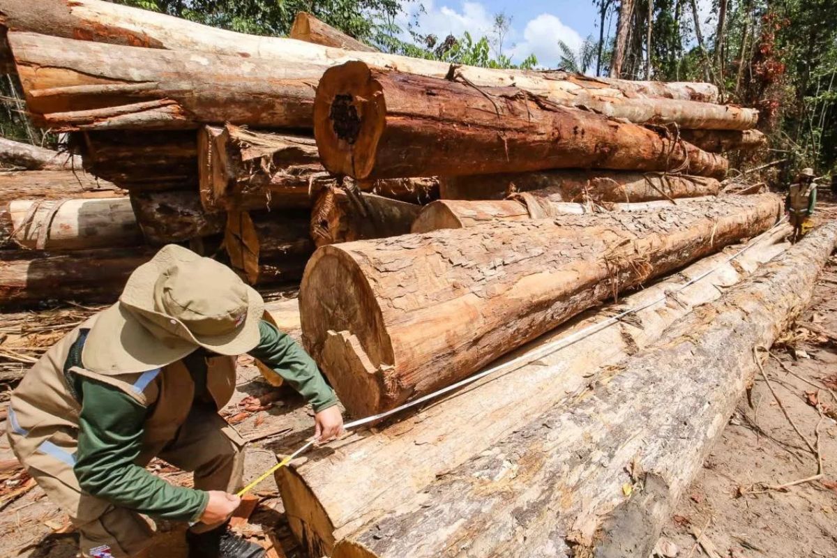 Cresce 11 vezes extração ilegal de madeira em terras indígenas no Pará