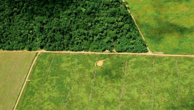 90% do desmatamento em florestas tropicais é causado por agricultura, afirma estudo