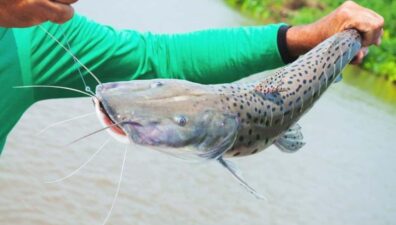 Pesca do surubim será proibida a partir de dezembro em todo o país