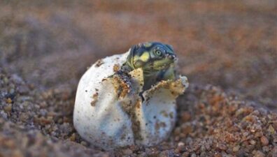 Mais de 6 mil filhotes de tartarugas são soltos no Peru para repovoar a Amazônia