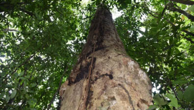 Espécie de árvore gigante da Mata Atlântica recebe nome em homenagem a Hermeto Pascoal