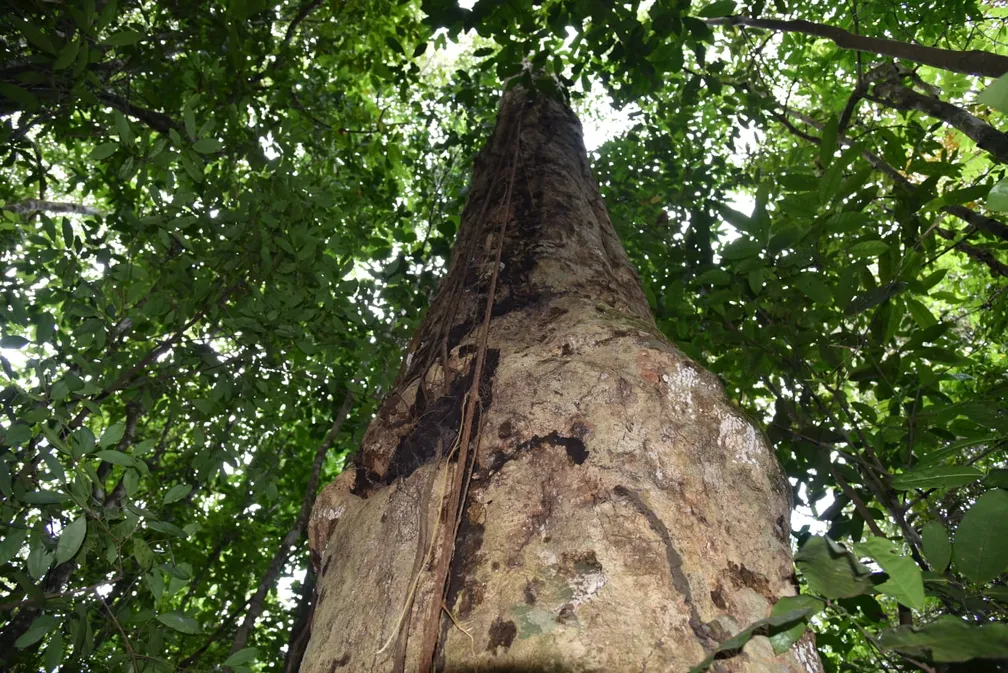 Espécie de árvore gigante da Mata Atlântica recebe nome em homenagem a Hermeto Pascoal