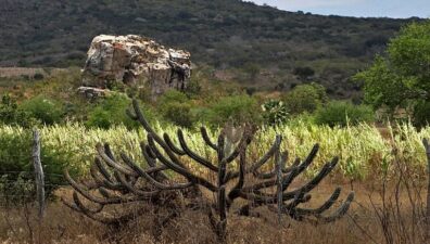 Caatinga tem mais 10% de vegetação nativa perdida nos últimos 37 anos