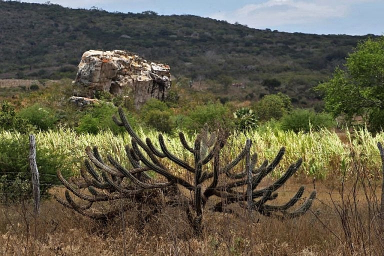 Caatinga tem mais 10% de vegetação nativa perdida nos últimos 37 anos