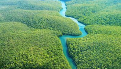 Suzano, Vale, Marfrig, Itaú, Santander e Rabobank criam empresa de preservação florestal