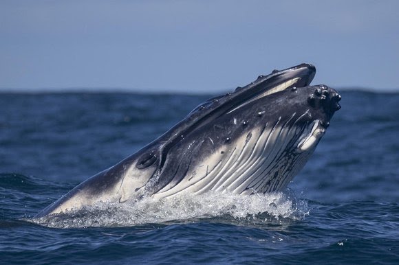 Baleias azuis engolem 10 milhões de pedaços de microplástico por dia
