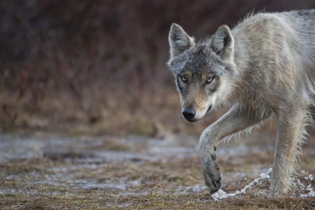 Holanda quer usar paintball contra lobos que não têm medo de humanos