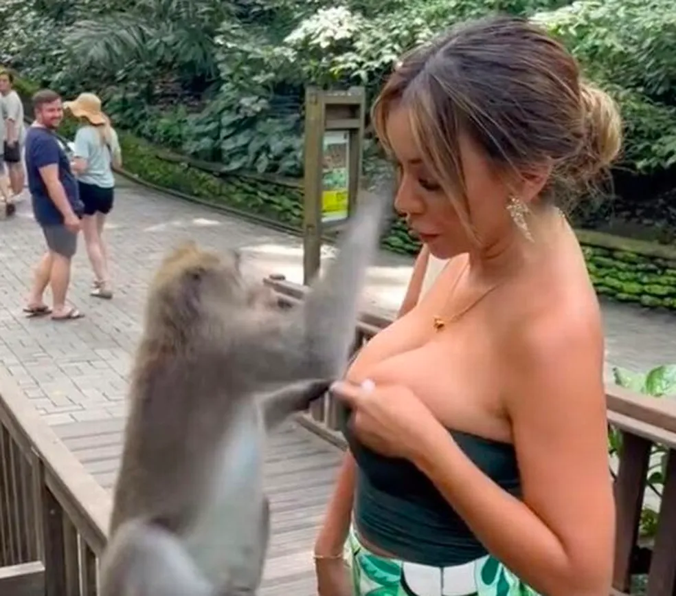 Ex-Miss Peru é agredida por macaco, após ser impedido de abaixar a blusa