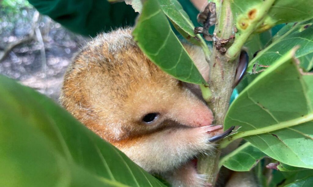 Zoológico de SP tem o menor tamanduá do mundo