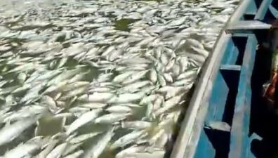 Milhares de peixes aparecem mortos devido a seca no Amazonas