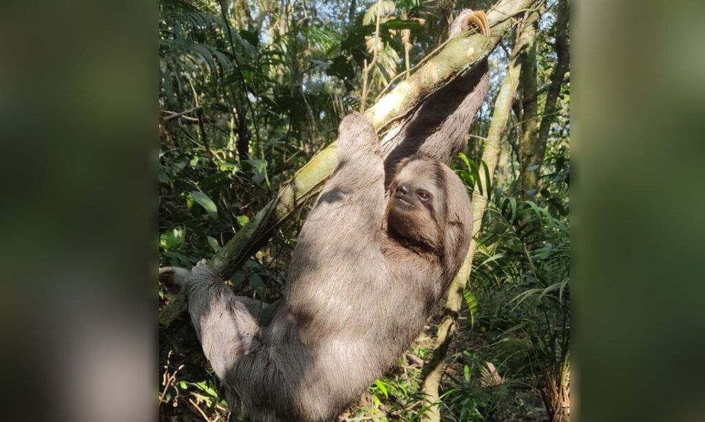 Maior preguiça em floresta urbana é achada no Parque Nacional da Tijuca