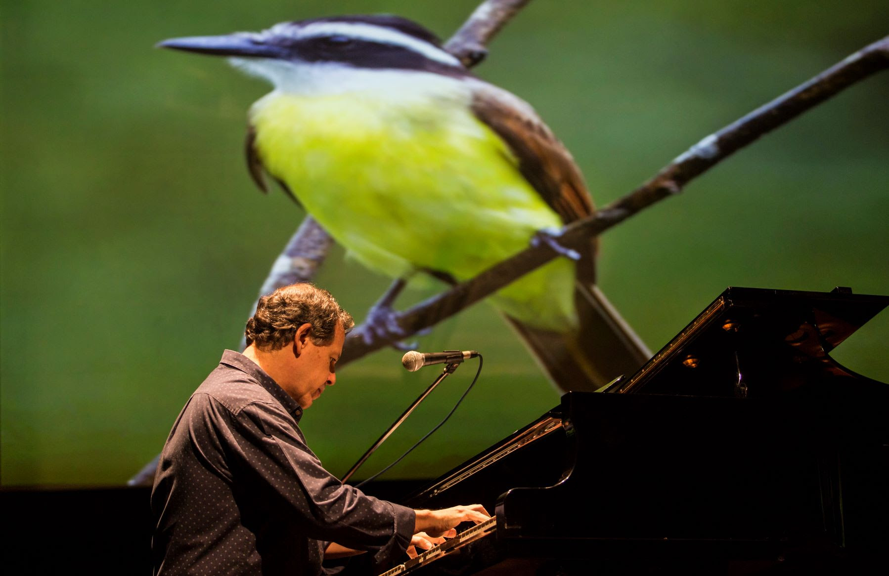 Sons da floresta inspiram o pianista e compositor Fábio Caramuru que se apresenta em Manaus e em Portugal.