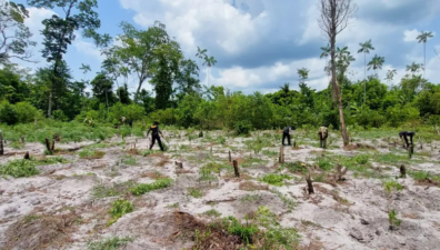 PF destrói 130 mil pés de maconha em terra indígena no Pará