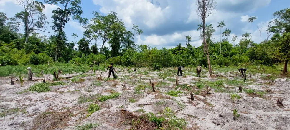 PF destrói 130 mil pés de maconha em terra indígena no Pará