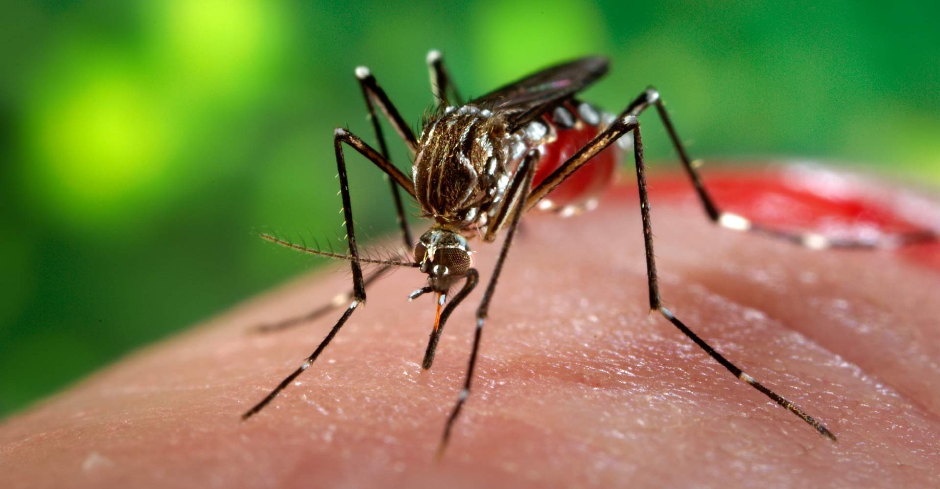 Infestação por Aedes aegypti no Amazonas tem risco médio, FVS alerta para prevenção