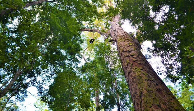 A recém-descoberta árvore mais alta da Amazônia que corre risco de desaparecer