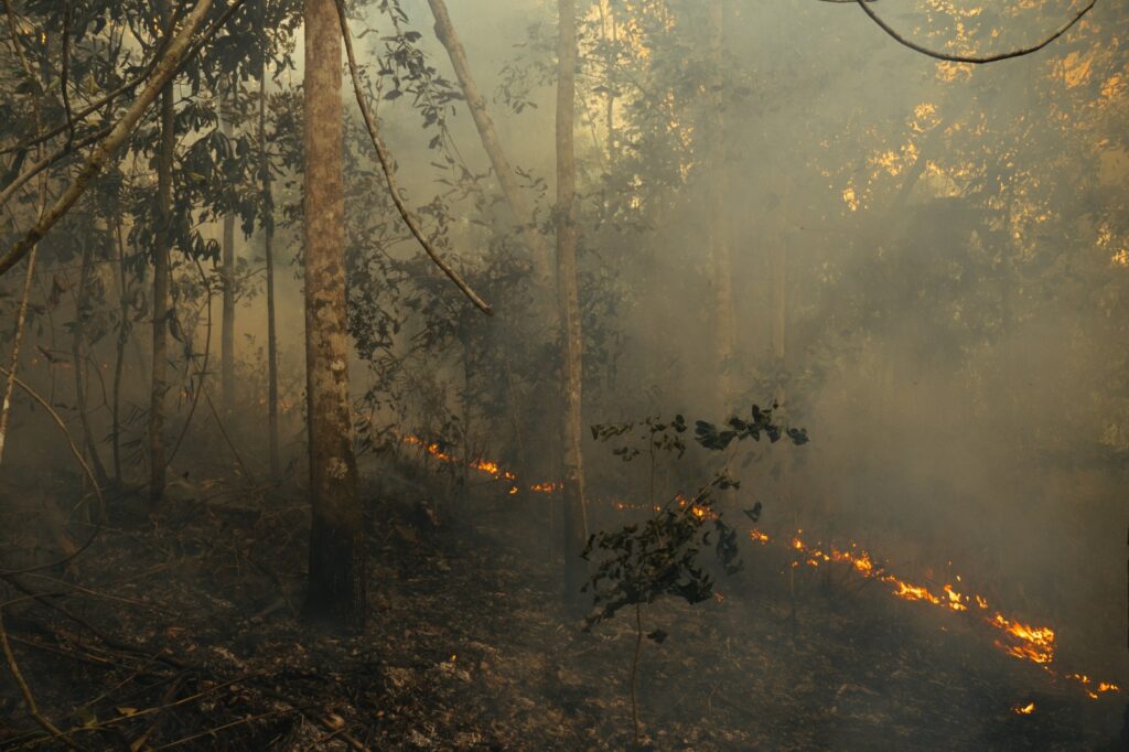 Amazônia: 38% do que resta da floresta sofre com degradação humana