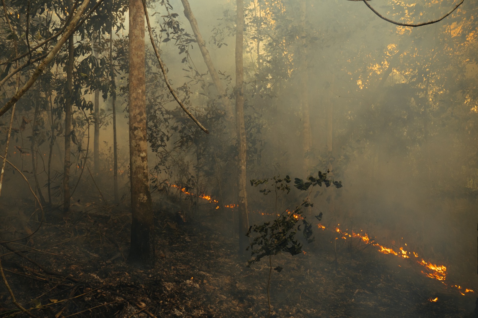 Amazônia: 38% do que resta da floresta sofre com degradação humana