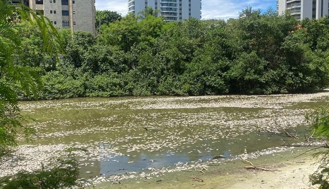 Milhares de peixes aparecem mortos em lagoa na Barra da Tijuca