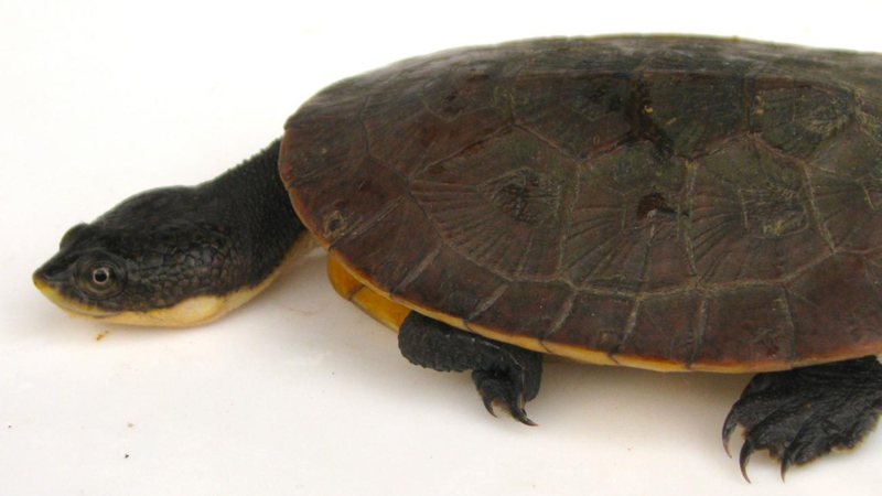 Nova espécie de tartaruga é encontrada no Pará