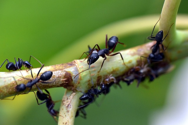 Estudo com formigas revela efeitos do pasto na diversidade amazônica