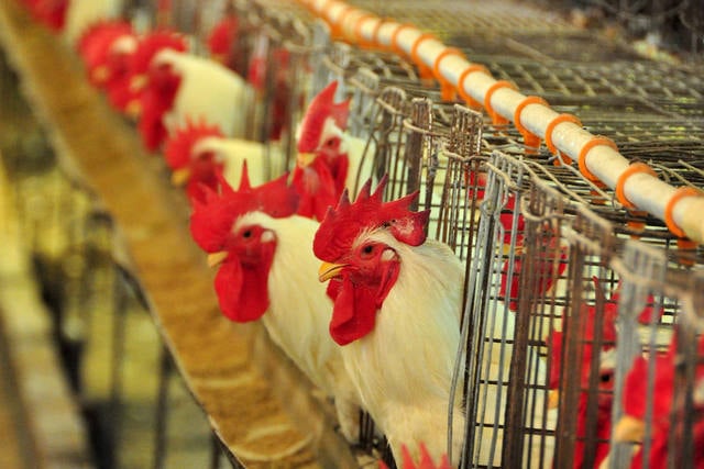 Uruguai: Confirmação de gripe aviária torna fundamental produtos que removem e inativam os vírus