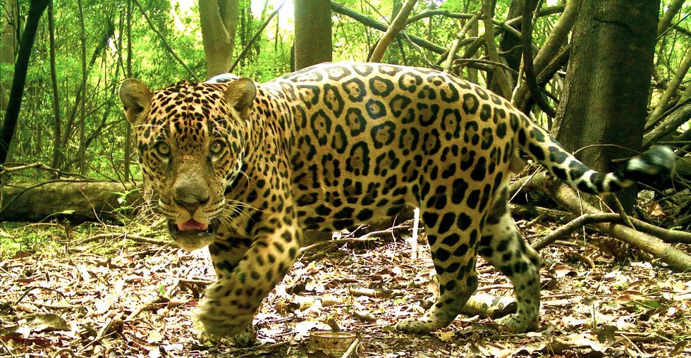 Pesquisadores monitoram onças da Amazônia usando colares com GPS