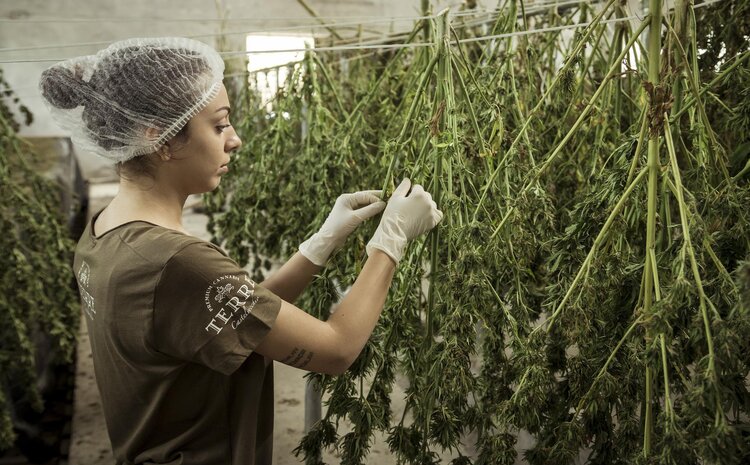 Mulheres à frente do mercado de cannabis medicinal