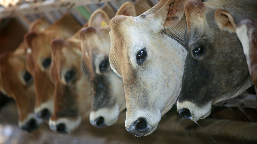Justiça Federal proibe a exportação de gado vivo em todos os portos do país