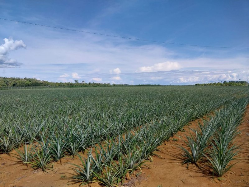 Abacaxi de Novo Remanso integra programa de combate à fome e incentivo à agricultura familiar