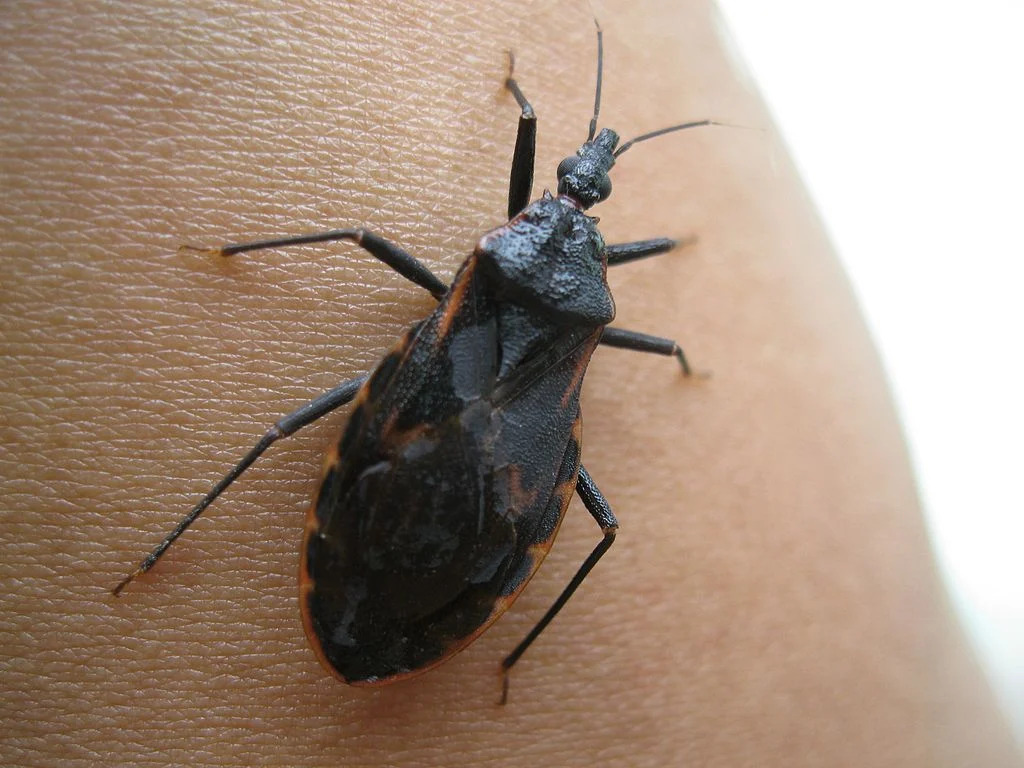 Doença de Chagas tem oito casos confirmados no Amazonas neste ano