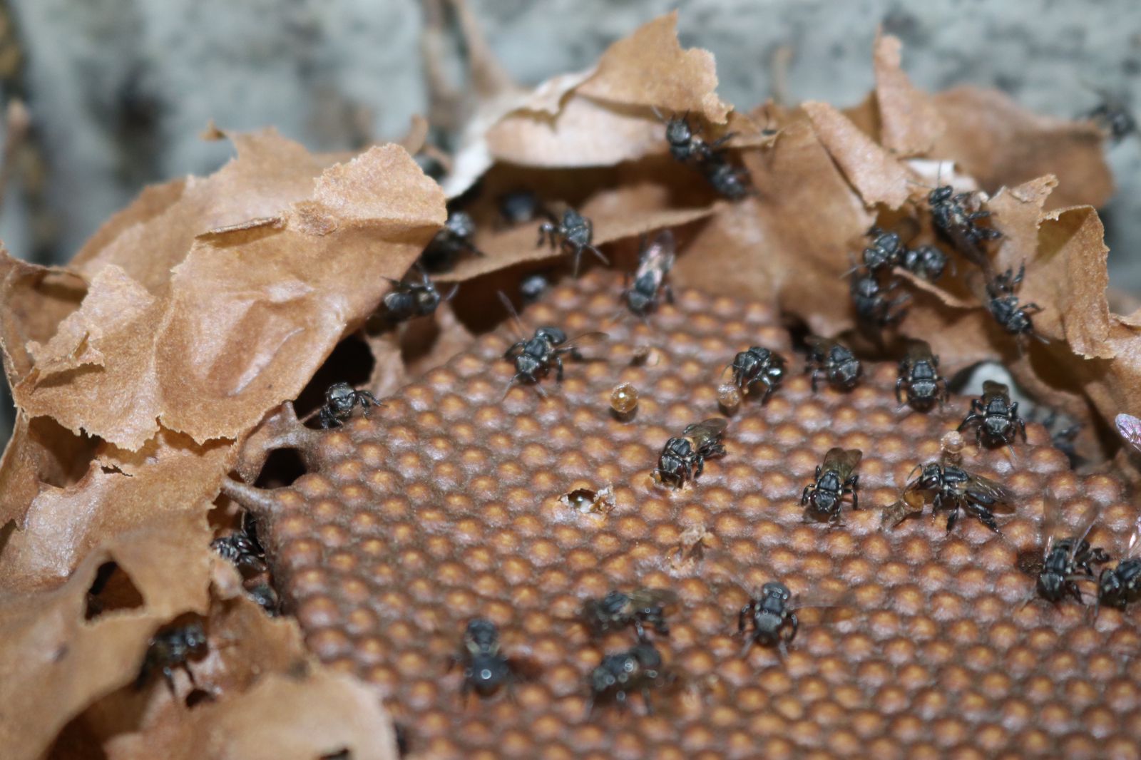 Dia Mundial das abelhas: pesquisadores do Inpa identificam nova espécie