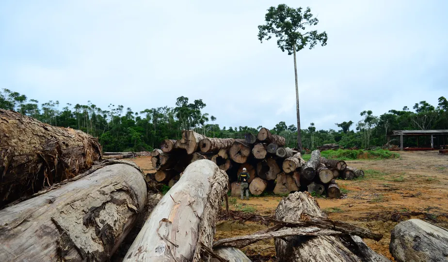 Alertas de desmatamento na Amazônia caem 68% em abril