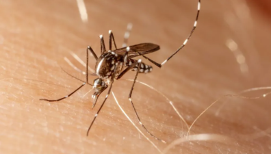 Quase 15 anos sem epidemia, Fiocruz detecta dengue tipo 3 no Brasil