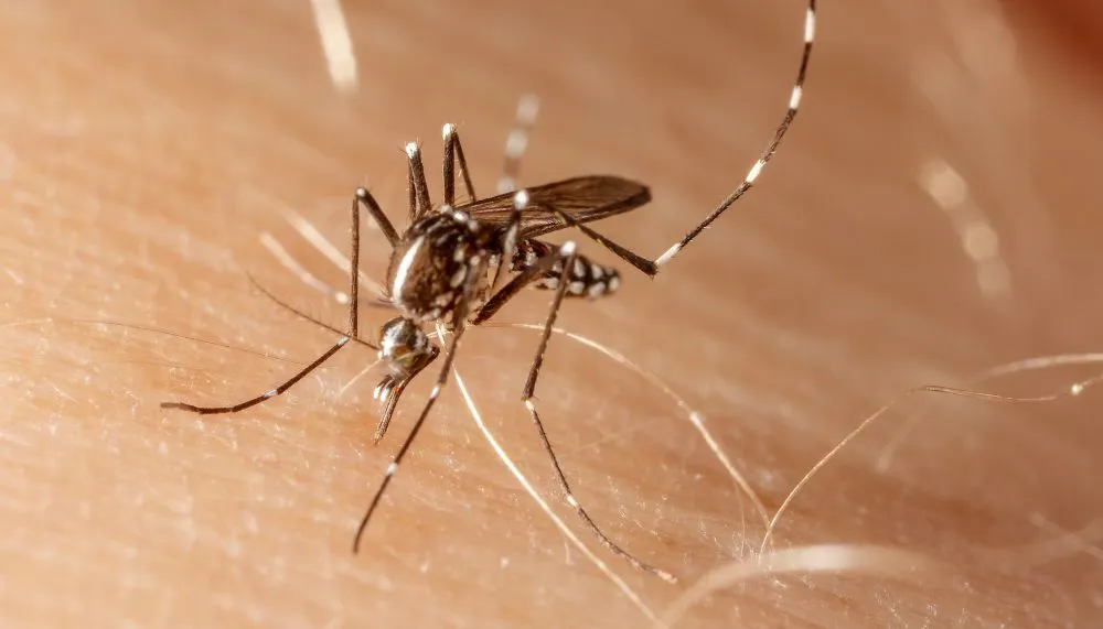 Quase 15 anos sem epidemia, Fiocruz detecta dengue tipo 3 no Brasil