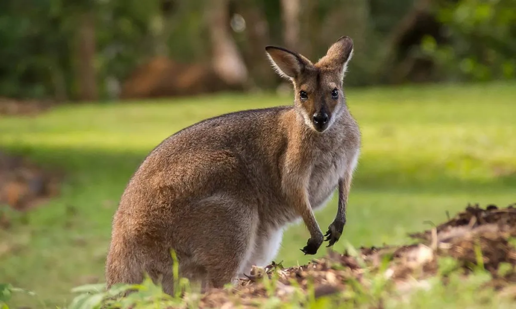 Austrália pode abater milhões de cangurus para evitar que morram de fome