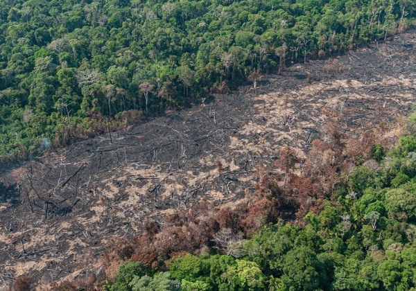 Ações ambientais ajudam na recuperação de 254 hectares de florestas