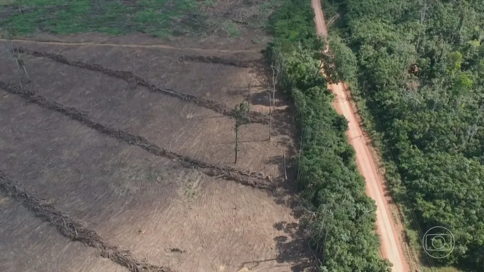 Amazonas se torna o 2º lugar que mais desmatou em 2022, aponta MapBiomas