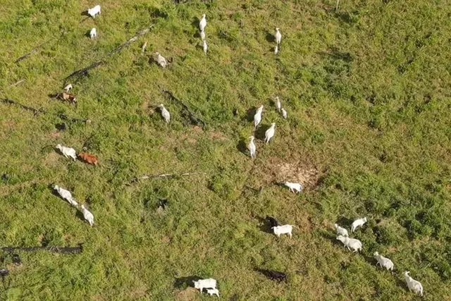 Ibama aplica R$ 47 milhões em multas e embarga 7,4 mil hectares contra desmatamento